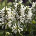 Stachys officinalis Alba - Betónica