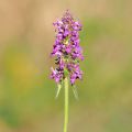 Stachys officinalis - Betónica