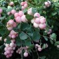 Symphoricarpos Mother Of Pearl - Baya de coral