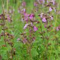 Teucrium chamaedrys Wild Form - Camedrio