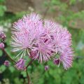 Thalictrum aquilegiifolium - Talictro