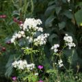 Thalictrum aquilegifolium Album