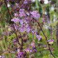 Thalictrum delavayi Splendide