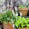 Tiarella Angel Wings