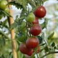 Tomate cherri Black Cherry