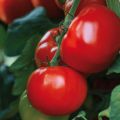 Tomate Maestria Bio - La Sélection du Chef