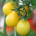 Tomate cherri Poire jaune