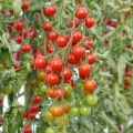 Tomate cherri Supersweet 100 (planta)