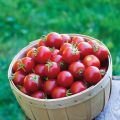 Tomate cherri Baby Boomer F1