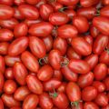 Tomate cherri Trilly (planta interjada)