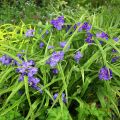 Tradescantia andersoniana Zwanenburg Blue