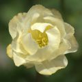 Trollius Alabaster - Calderones