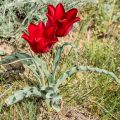 Tulipa eichleri - Tulipan botánico