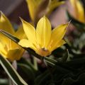 Tulipa kolpakowskiana - Tulipan botánico