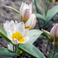 Tulipa polychroma - Tulipan botánico