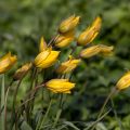 Tulipa sylvestris - Tulipan botánico