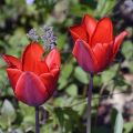 Tulipán simple de flor temprana Couleur Cardinal