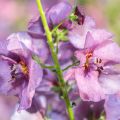 Verbascum Pink Domino