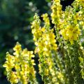 Verbascum olympicum - Gordolobo olímpico