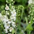 Verbascum phoeniceum Flush of White