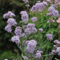 Hierba mora Cloud - Verbena bonariensis