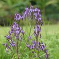 Verbena hastata - Verbena azul