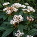 Viburnum davidii - Viburno chino