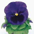 Viola Matrix F1 Deep Blue Blotch - Violeta