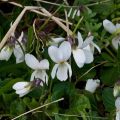 Viola odorata Alba - Violeta