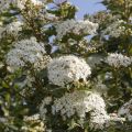 Viburnum tinus - Durillo