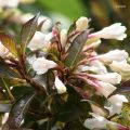 Weigela Black and White - Veigela