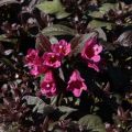 Weigela Minor Black - Veigela