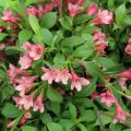 Weigela Picobella Rosa - Veigela