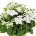 Ageratum houstonianium Cushion White