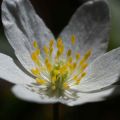 Anemone nemorosa - Anémona de bosque