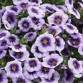 Calibrachoa hybrida Eyeconic Purple