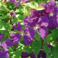 Clematis Etoile violette