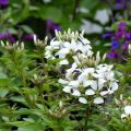 Flor araña - Cleome Senorita Blanca