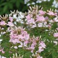 Flor araña - Cleome hassleriana Senorita Carolina