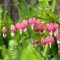 Dicentra spectabilis - Flores en el corazón