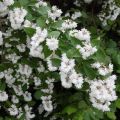 Deutzia crenata Pride of Rochester