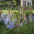 Digitalis purpurea Suttons Apricot