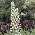 Fritillaria persica Ivory Bells