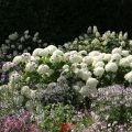 Hortensia arborescens Annabelle