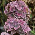 Hortensia macrophylla Baron Pourpre - Hydrangea