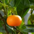 Mandarina híbrida - Citrus deliciosa