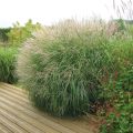 Miscanthus sinensis Adagio