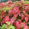 Nandina domestica Fire Power