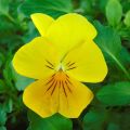 Viola Cool Wave Golden Yellow - Violeta