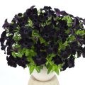 Petunia cascadia Rayo Negro - Petunia Black Ray